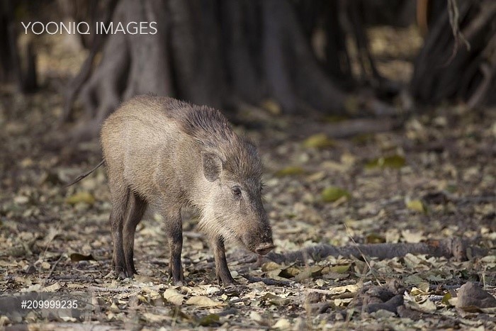 Discover stunning sus images that will leave you speechless