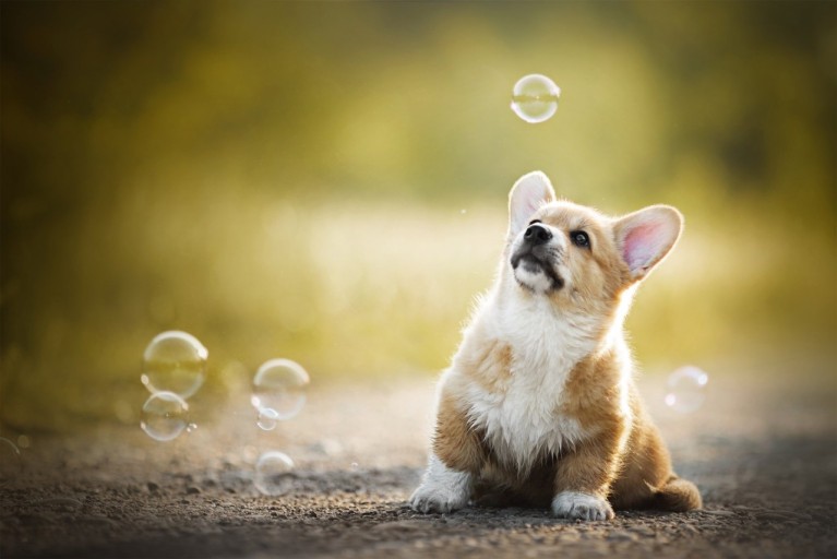 Glamorous wallpaper corgi to instantly brighten your mood