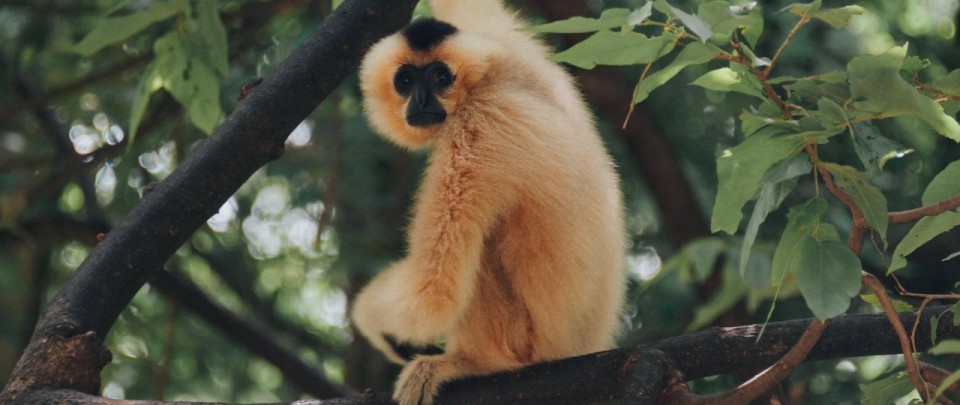 Captivating light gibbon wallpapers for your devices